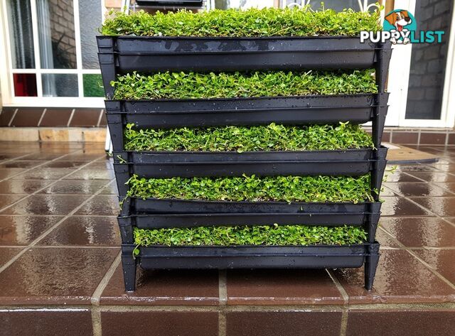 Trailing Pratia pedunculata in 330mm x 330mm Trays - Free Delivery $49.00