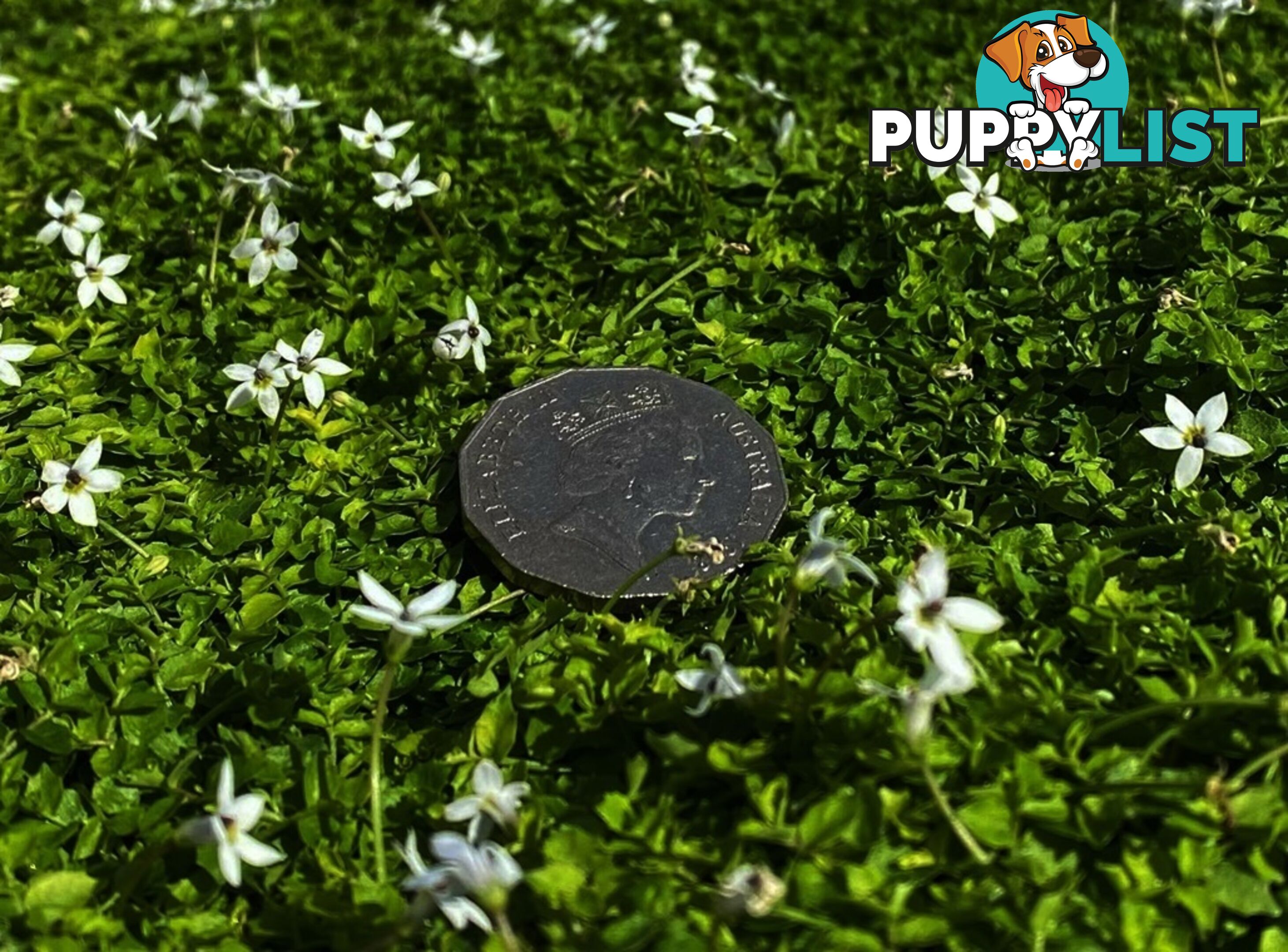 Trailing Pratia pedunculata in 330mm x 330mm Trays - Free Delivery $49.00
