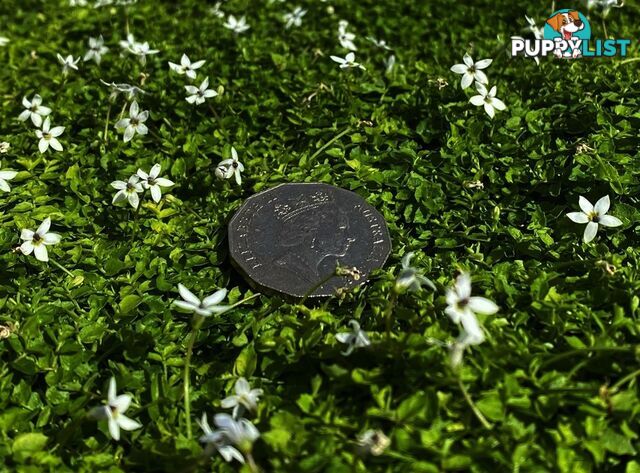 Trailing Pratia pedunculata in 330mm x 330mm Trays - Free Delivery $49.00
