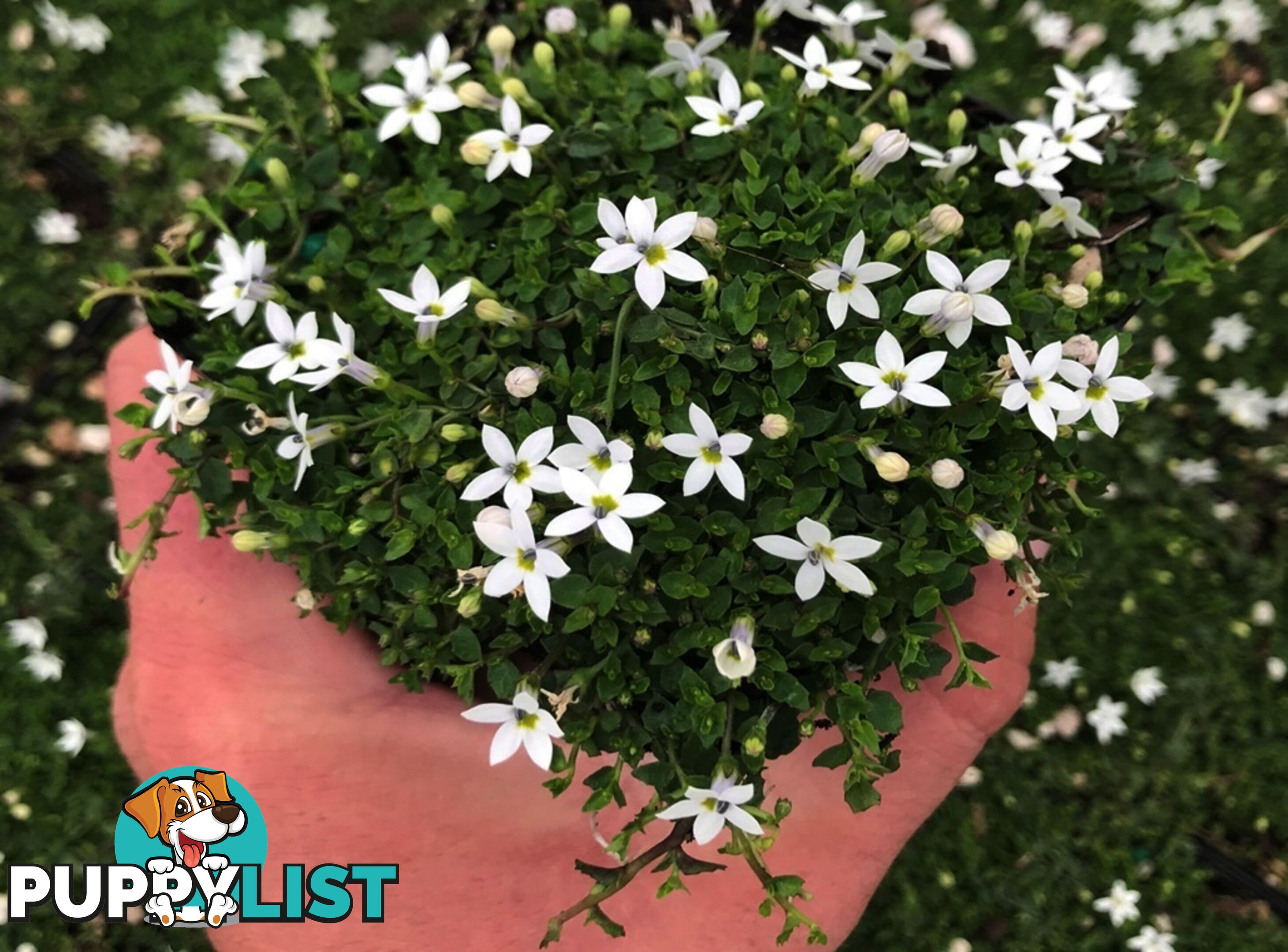 Trailing Pratia pedunculata in 330mm x 330mm Trays - Free Delivery $49.00
