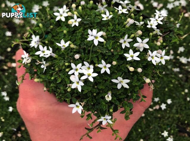 Trailing Pratia pedunculata in 330mm x 330mm Trays - Free Delivery $49.00