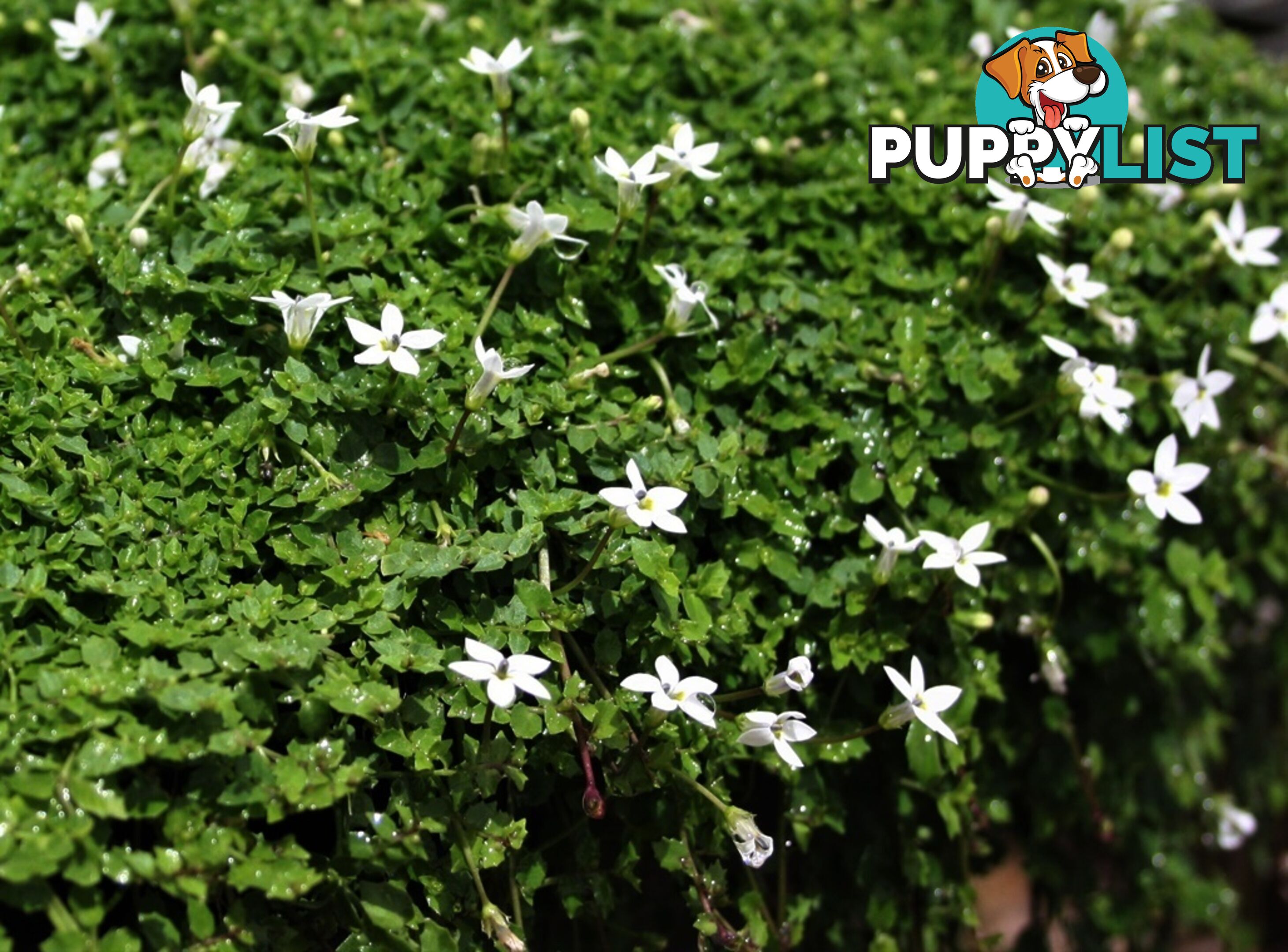 Trailing Pratia pedunculata in 330mm x 330mm Trays - Free Delivery $49.00