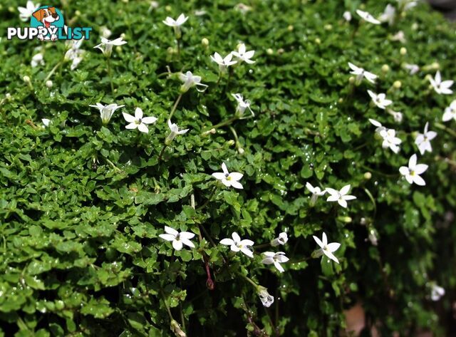 Trailing Pratia pedunculata in 330mm x 330mm Trays - Free Delivery $49.00