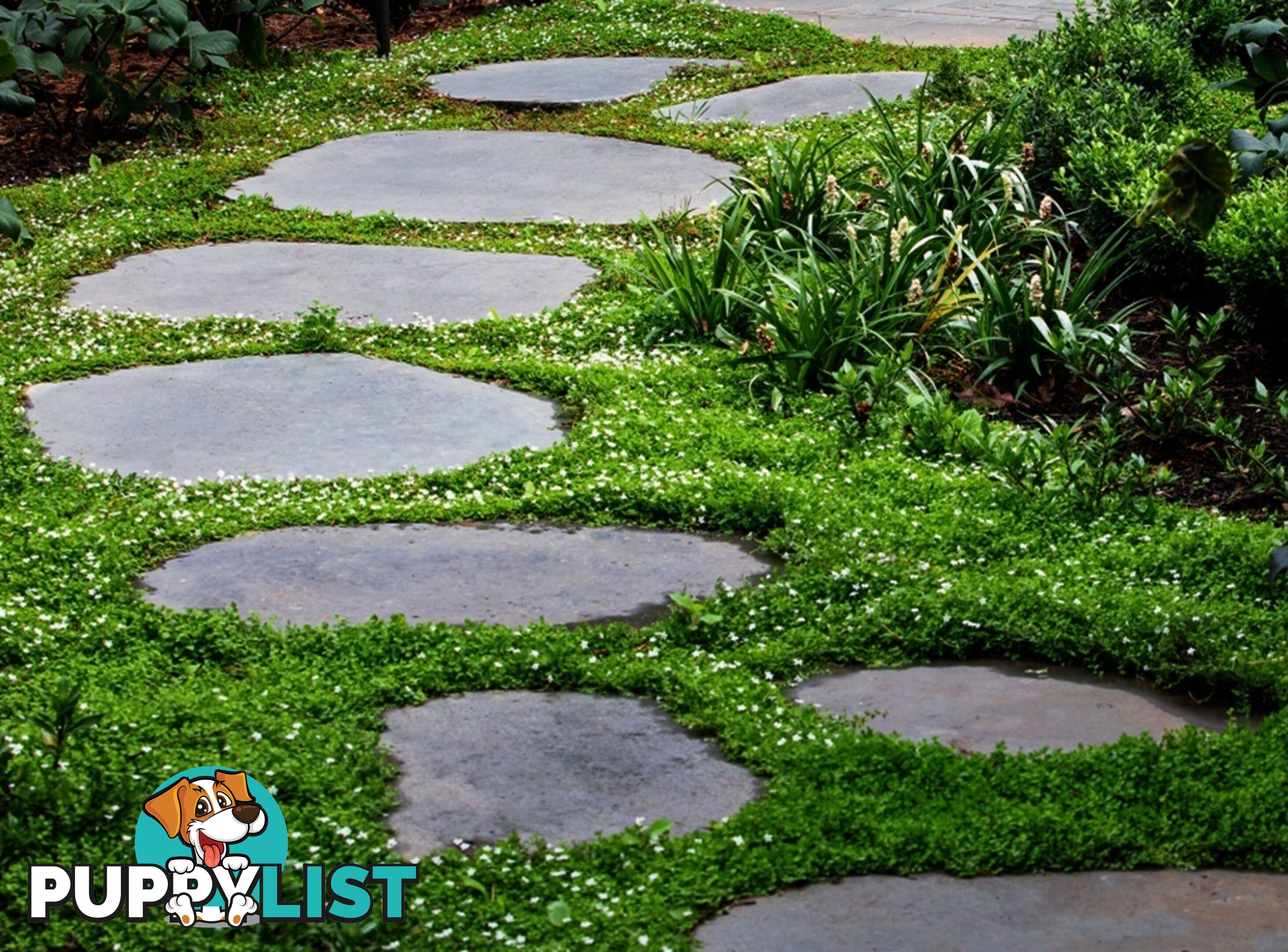 Trailing Pratia pedunculata in 330mm x 330mm Trays - Free Delivery $49.00