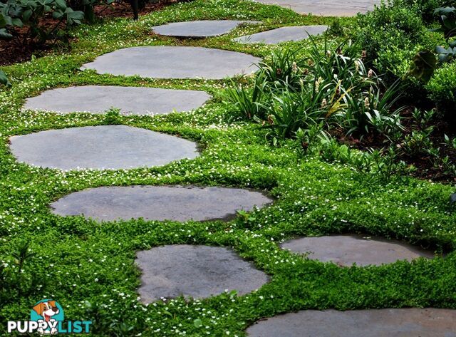 Trailing Pratia pedunculata in 330mm x 330mm Trays - Free Delivery $49.00