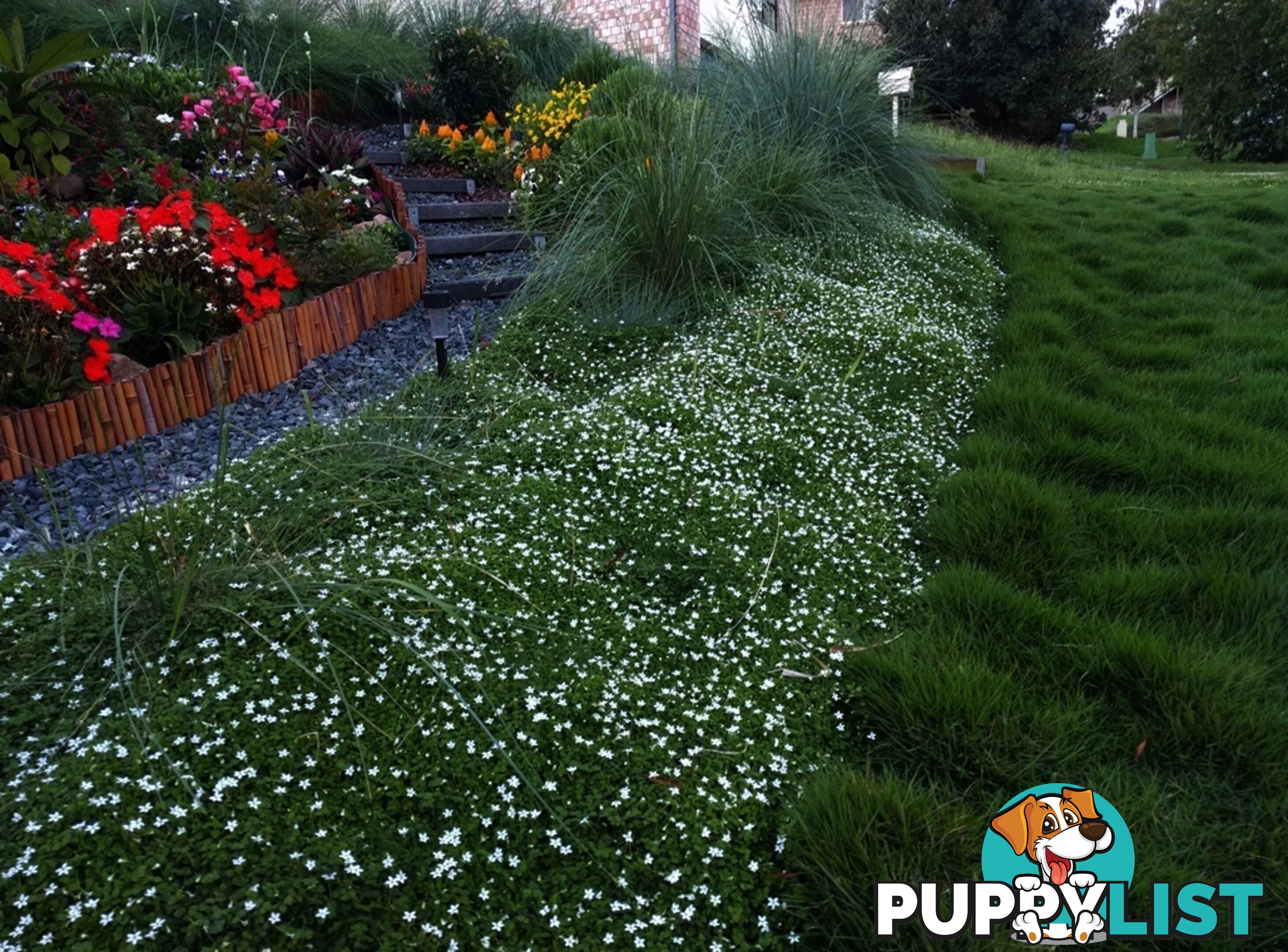 Trailing Pratia pedunculata in 330mm x 330mm Trays - Free Delivery $49.00