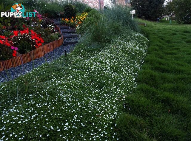 Trailing Pratia pedunculata in 330mm x 330mm Trays - Free Delivery $49.00