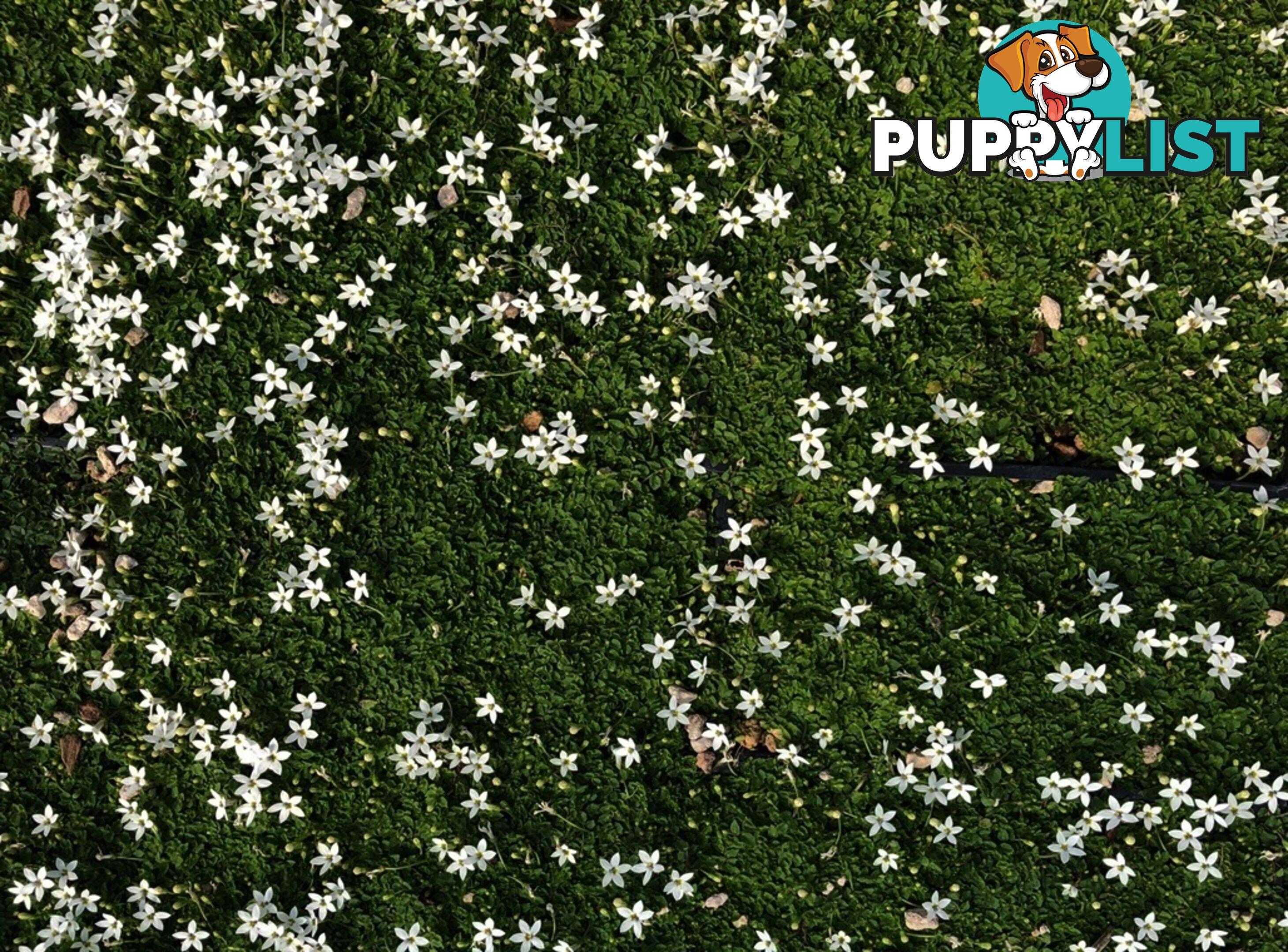 Trailing Pratia pedunculata in 330mm x 330mm Trays - Free Delivery $49.00