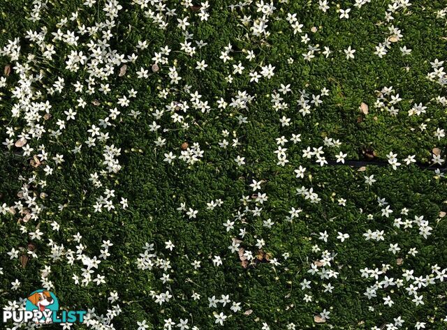 Trailing Pratia pedunculata in 330mm x 330mm Trays - Free Delivery $49.00