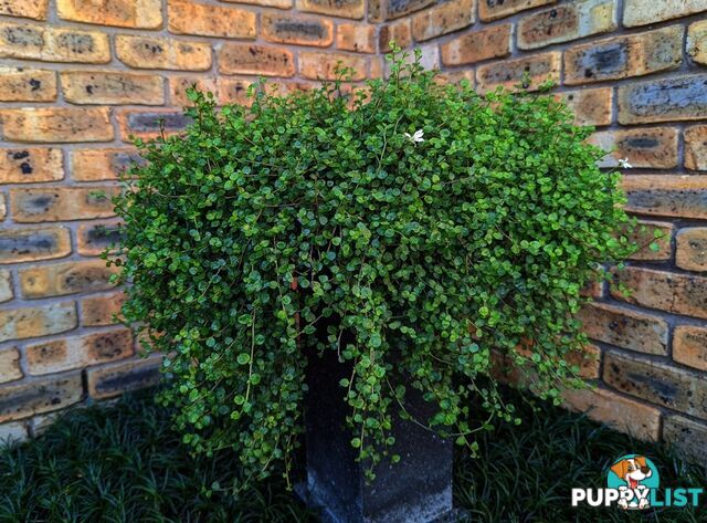 Trailing Pratia pedunculata in 330mm x 330mm Trays - Free Delivery $49.00