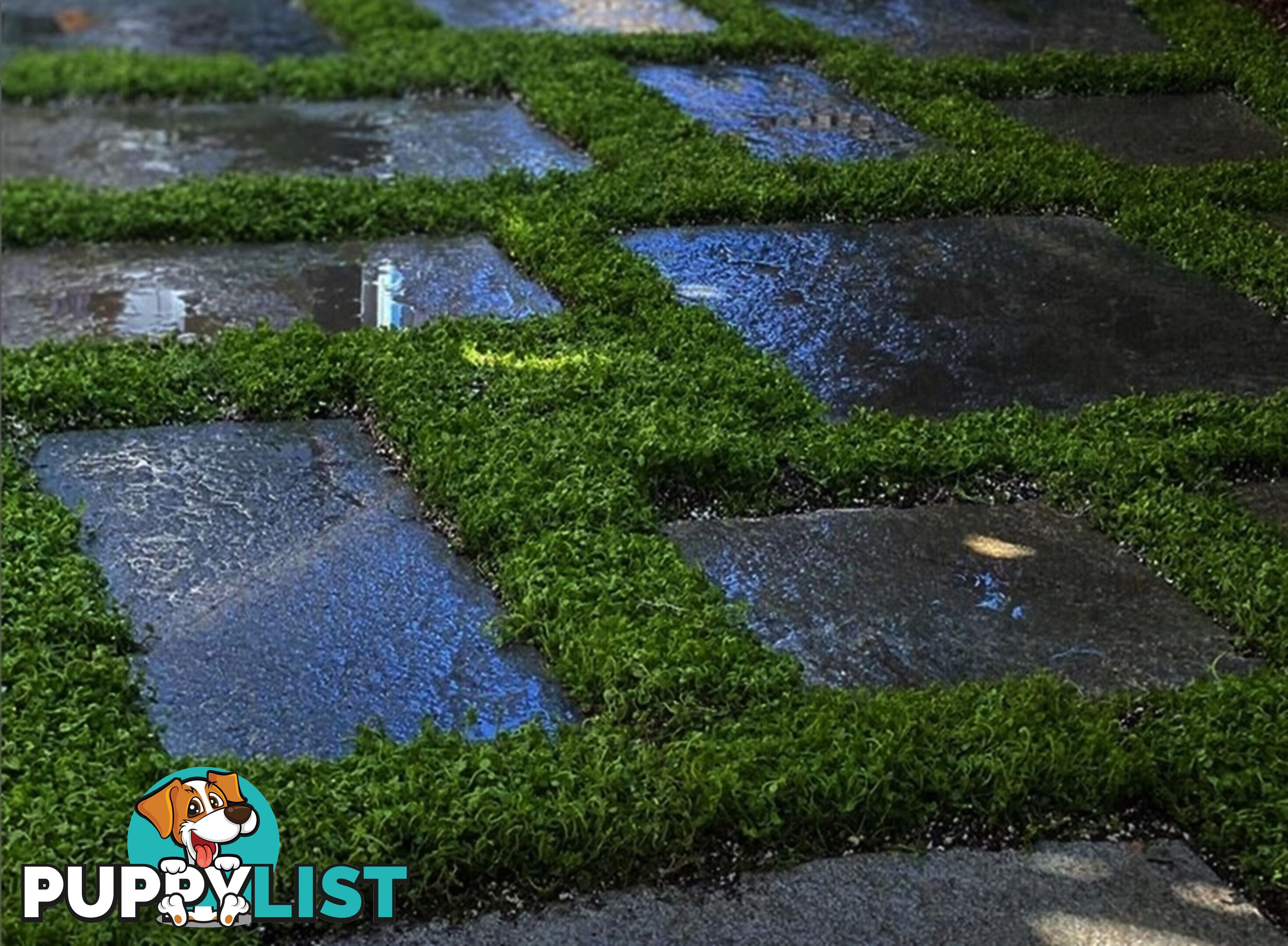 Trailing Pratia pedunculata in 330mm x 330mm Trays - Free Delivery $49.00