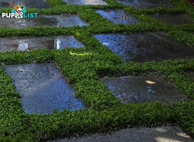 Trailing Pratia pedunculata in 330mm x 330mm Trays - Free Delivery $49.00