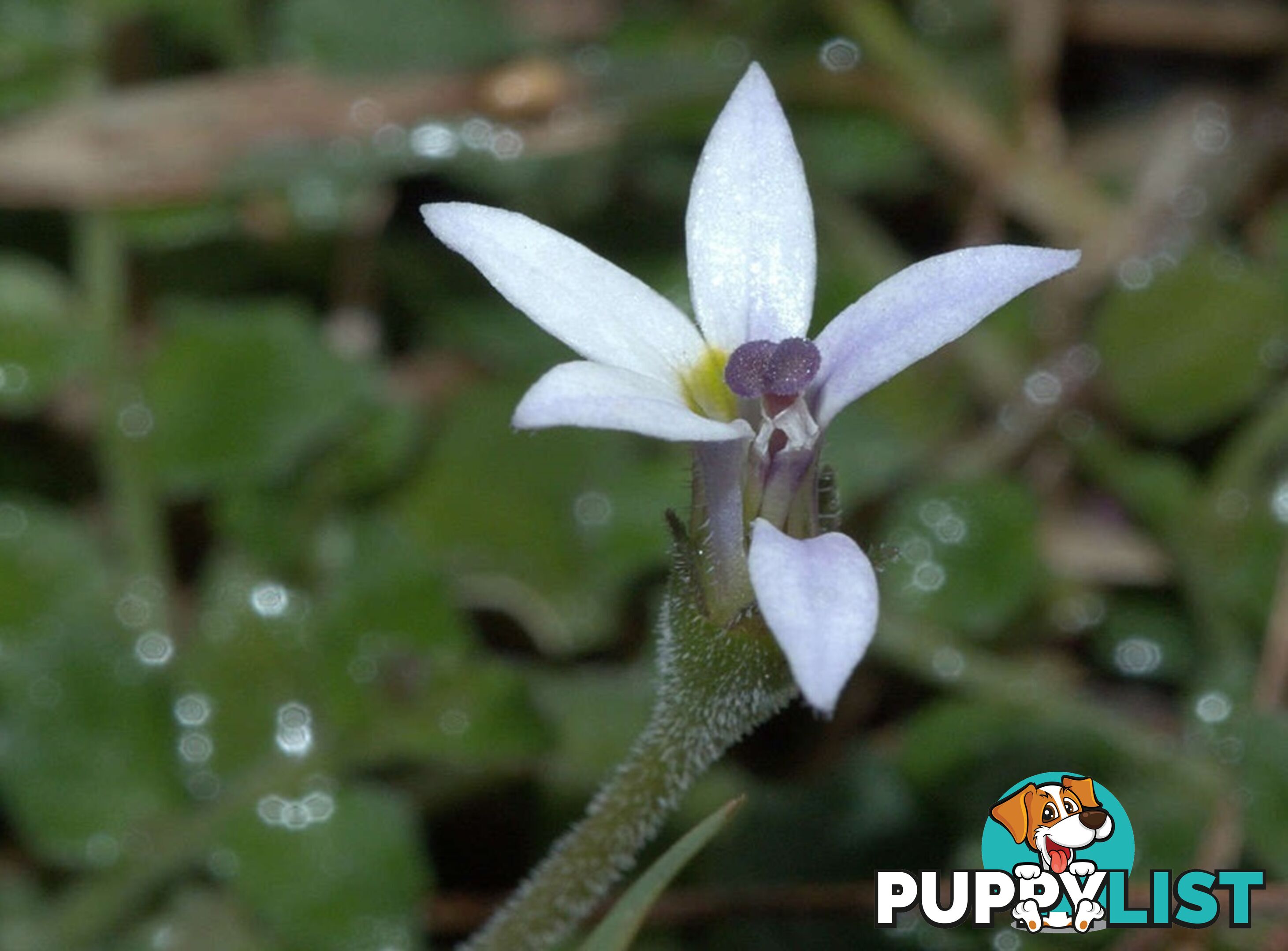 Trailing Pratia pedunculata in 330mm x 330mm Trays - Free Delivery $49.00