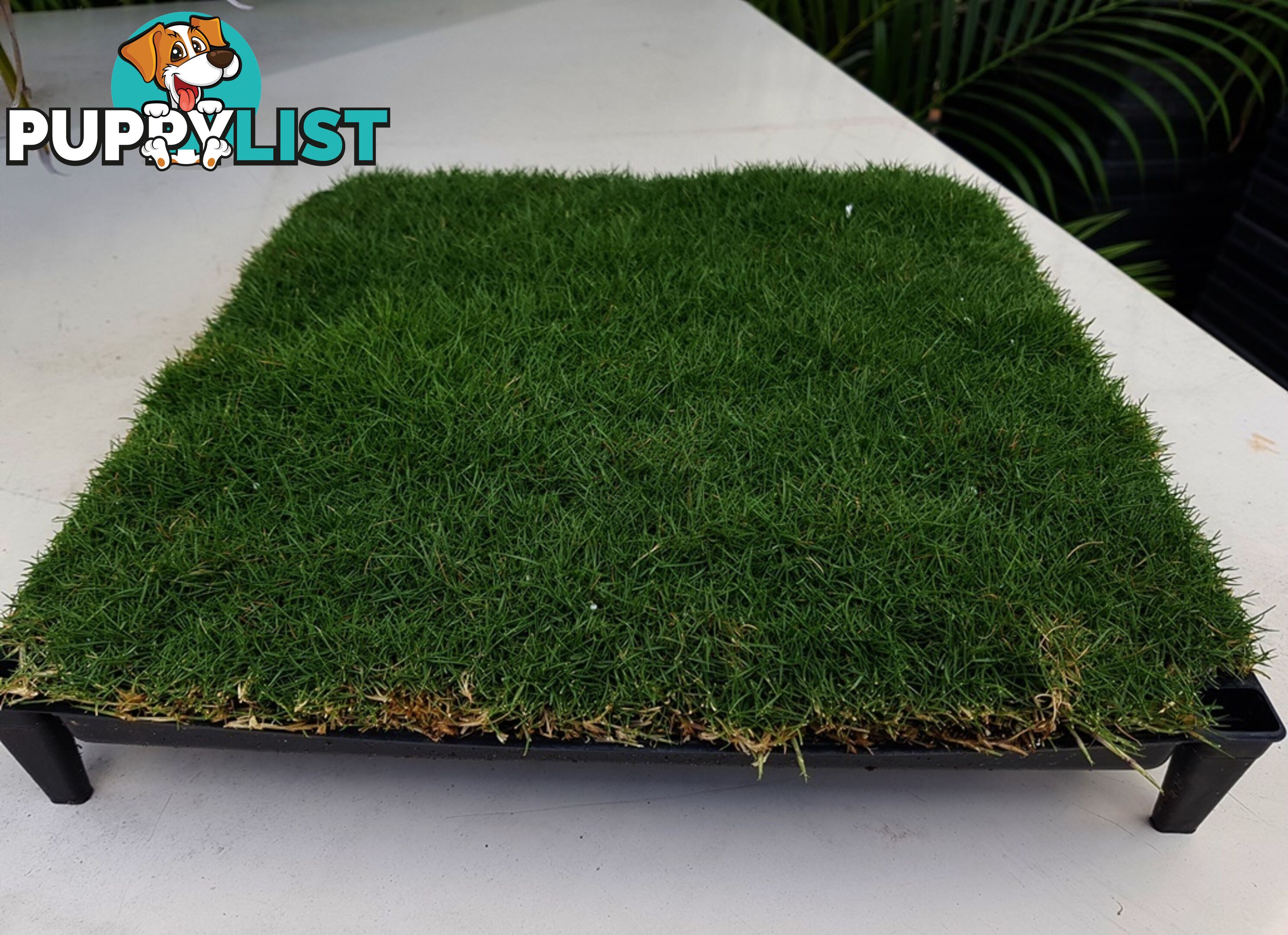 Trays of Zoysia Tenuifolia $49.00 Free Express Delivery.