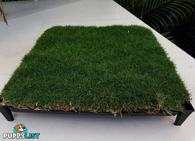 Trays of Zoysia Tenuifolia $49.00 Free Express Delivery.