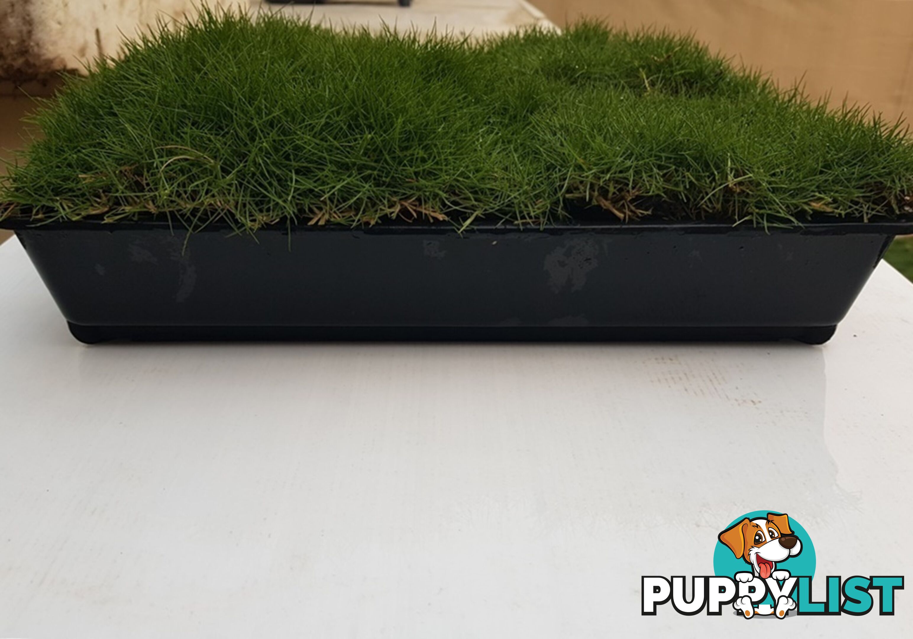 6 x Trays Zoysia Tenuifolia (350mm x 295mm) $205.00 (QLD Only) - Free Post