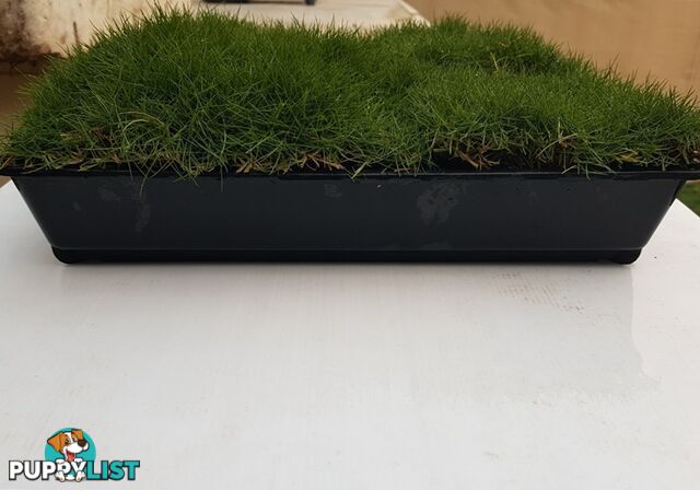 6 x Trays Zoysia Tenuifolia (350mm x 295mm) $205.00 (QLD Only) - Free Post