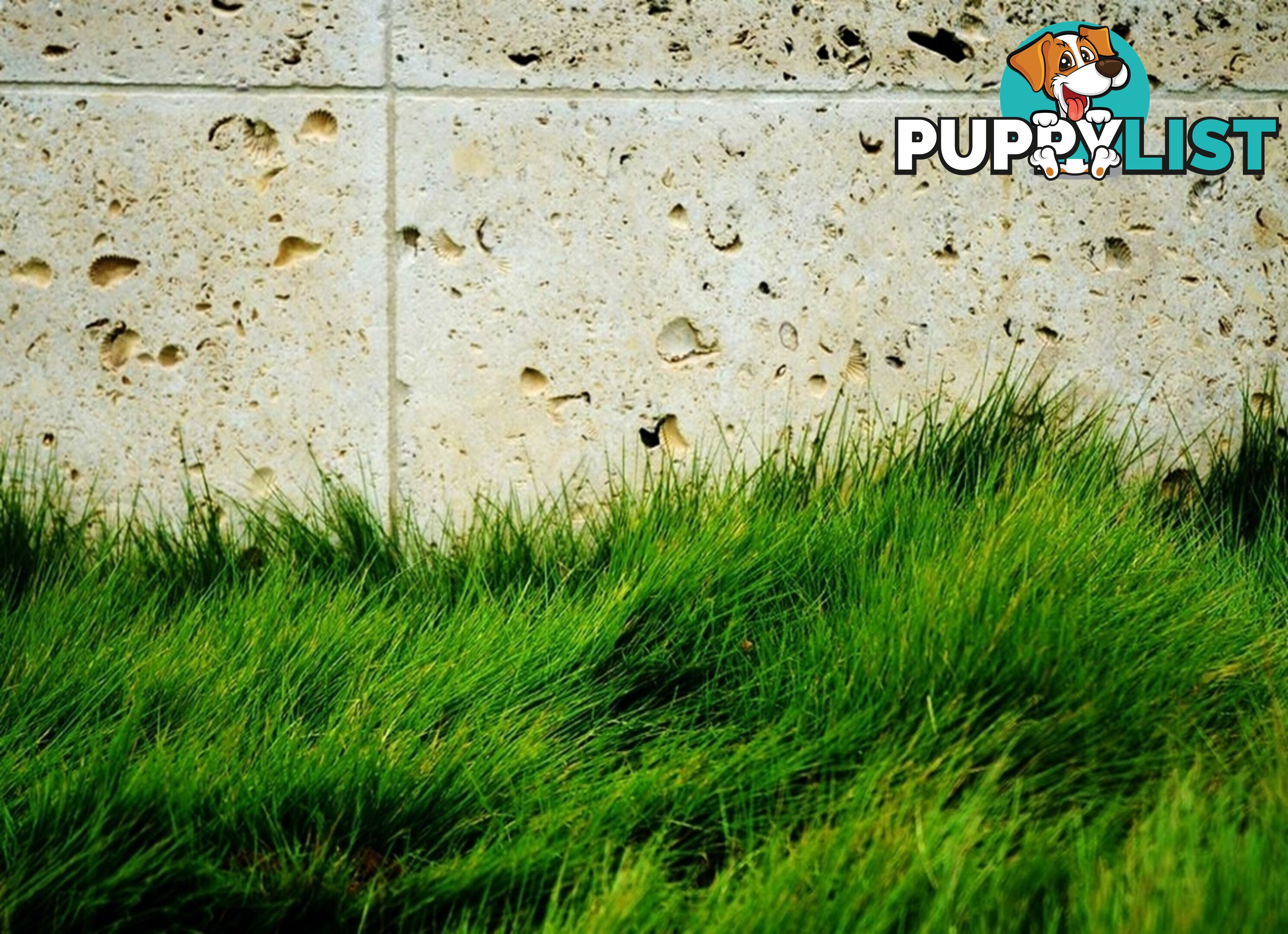 6 x Trays Zoysia Tenuifolia (350mm x 295mm) $205.00 (QLD Only) - Free Post