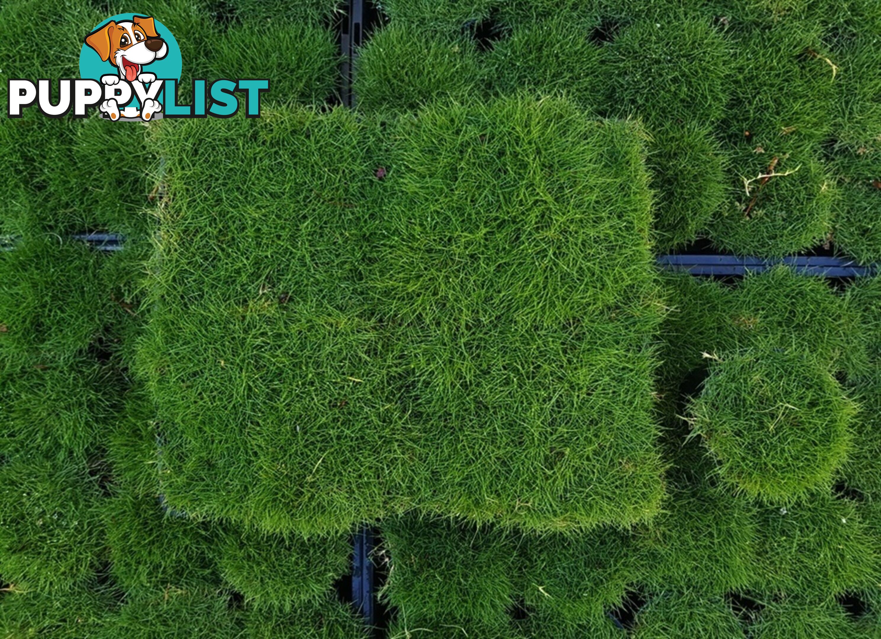 6 x Trays Zoysia Tenuifolia (350mm x 295mm) $205.00 (QLD Only) - Free Post