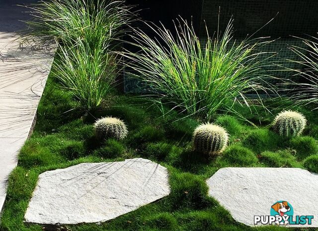 6 x Trays Zoysia Tenuifolia (350mm x 295mm) $205.00 (QLD Only) - Free Post