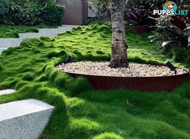 Korean No Mow Grass (Zoysia tenuifolia) 10 x 100mm Pots $70.00 Free Post