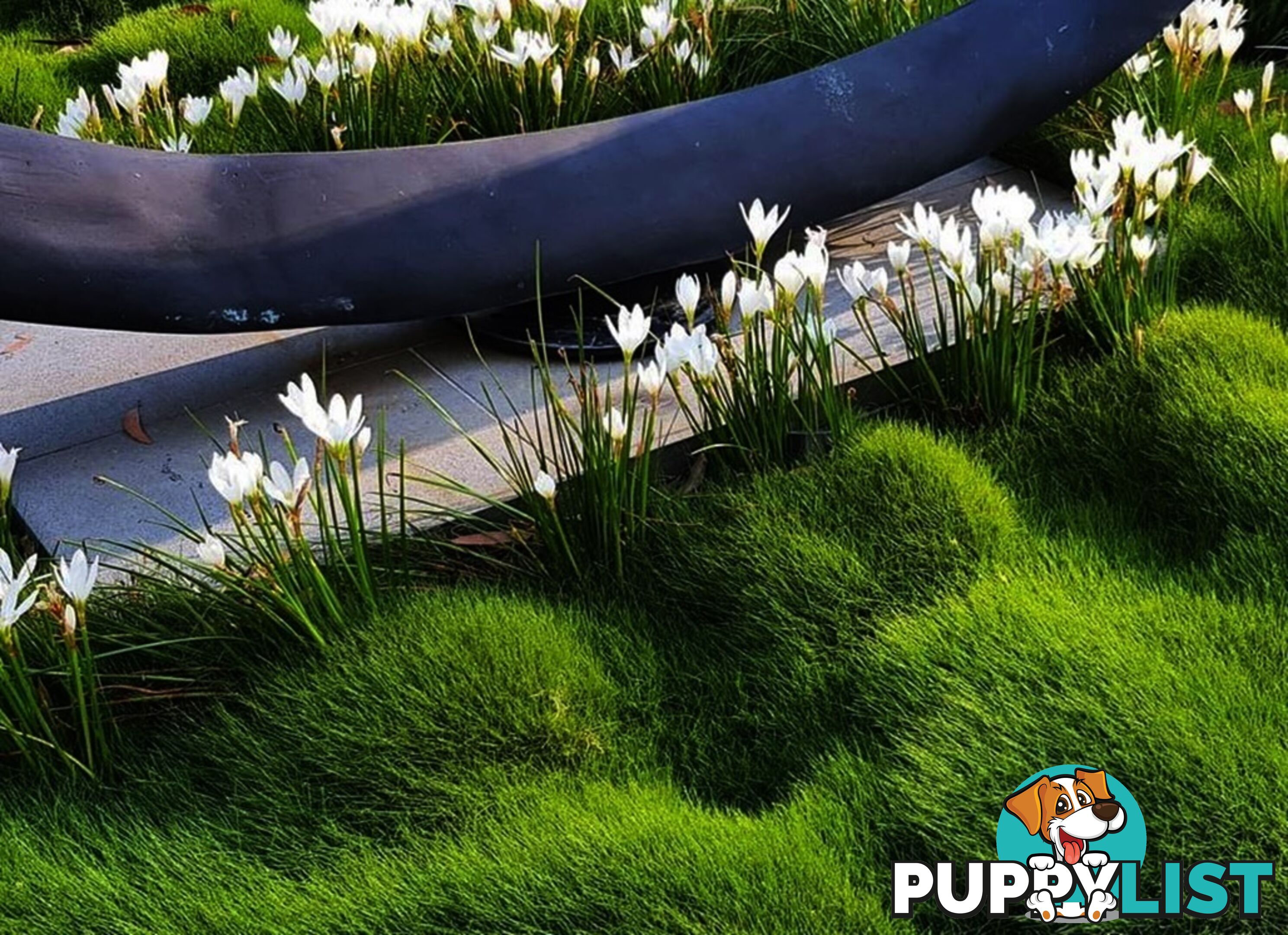 Korean No Mow Grass (Zoysia tenuifolia) 10 x 100mm Pots $70.00 Free Post