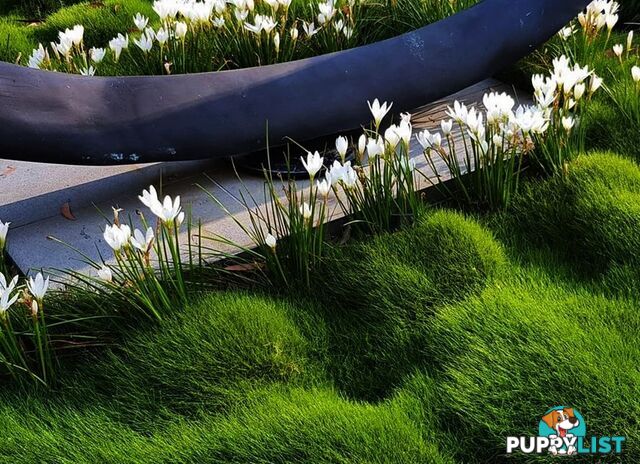 Korean No Mow Grass (Zoysia tenuifolia) 10 x 100mm Pots $70.00 Free Post