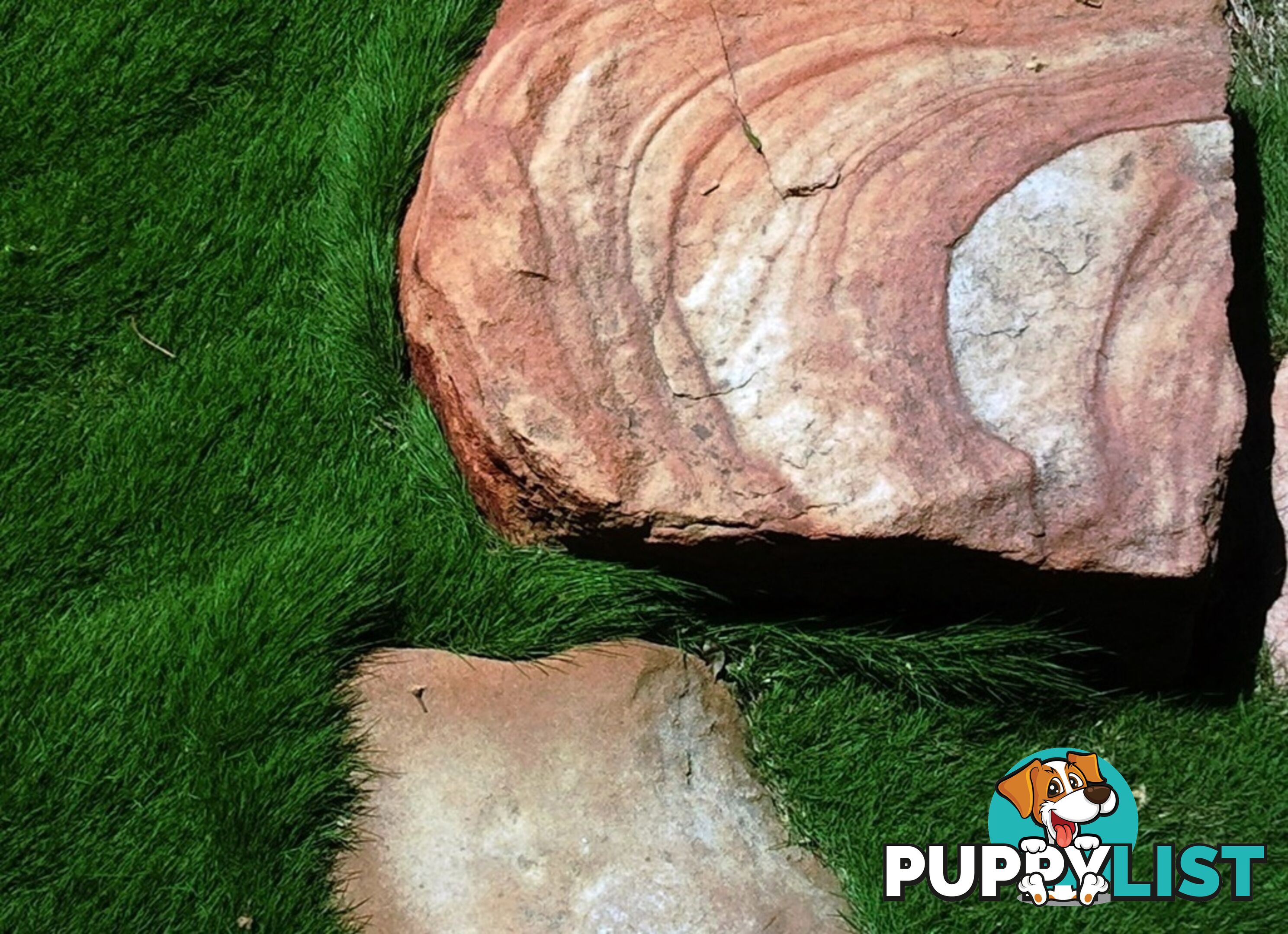 Korean No Mow Grass (Zoysia tenuifolia) 10 x 100mm Pots $70.00 Free Post