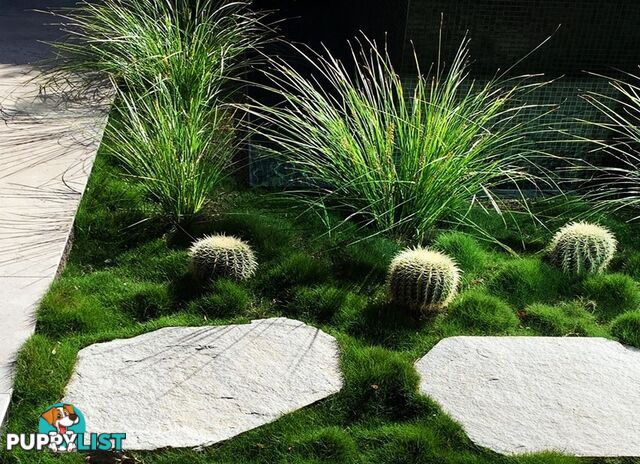 Korean No Mow Grass (Zoysia tenuifolia) 10 x 100mm Pots $70.00 Free Post