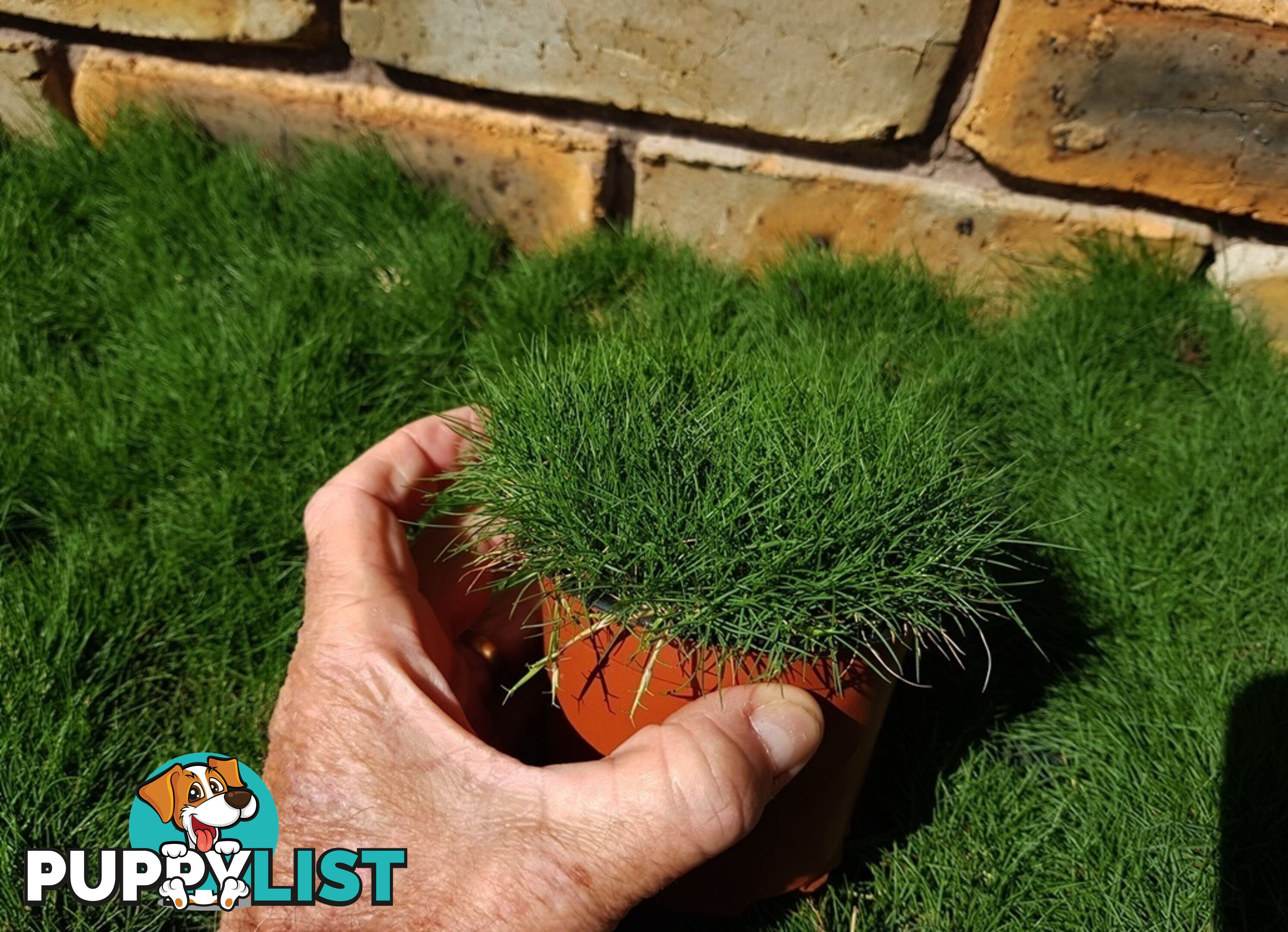 Korean No Mow Grass (Zoysia tenuifolia) 10 x 100mm Pots $70.00 Free Post