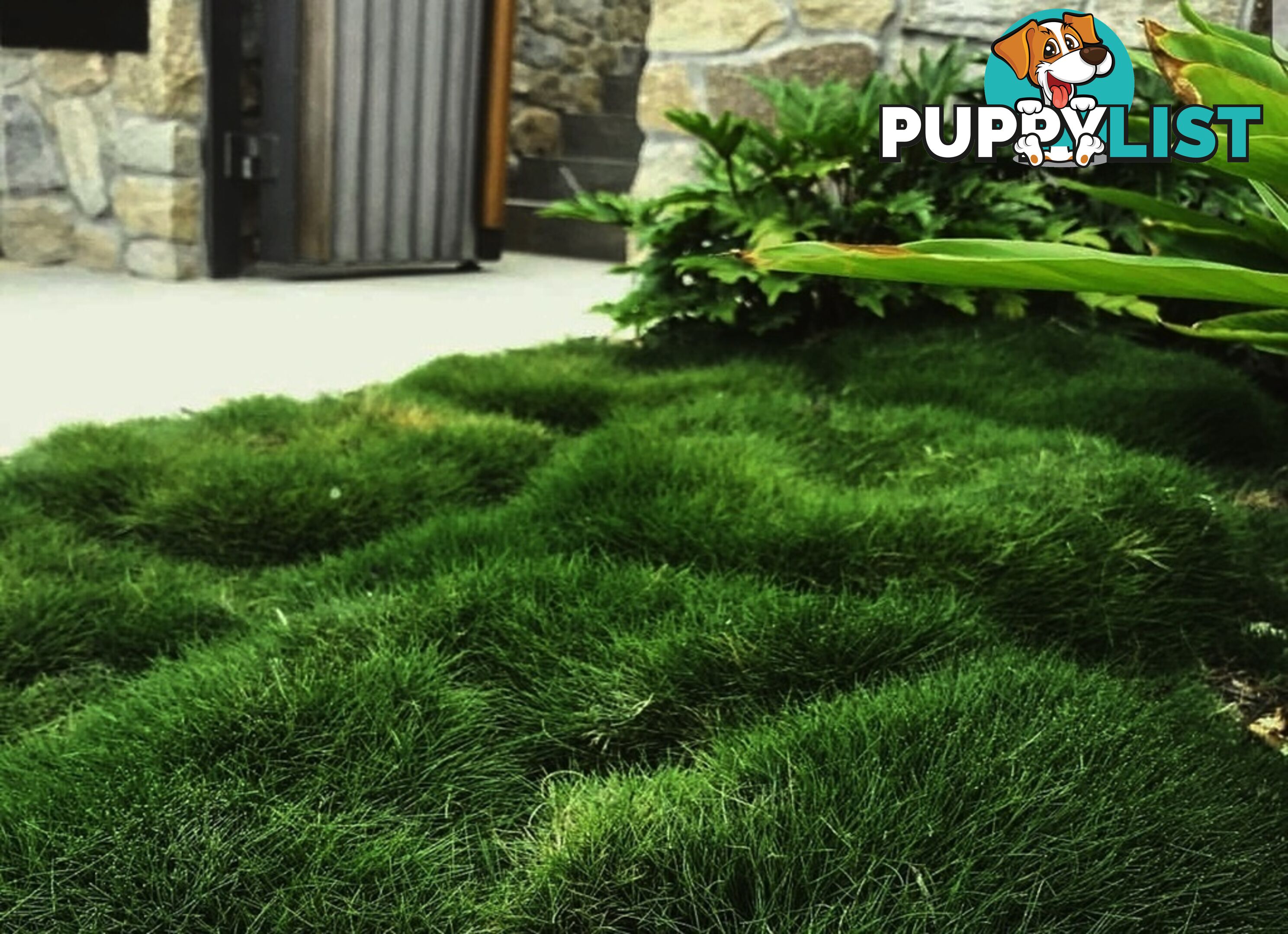Korean No Mow Grass (Zoysia tenuifolia) 10 x 100mm Pots $70.00 Free Post