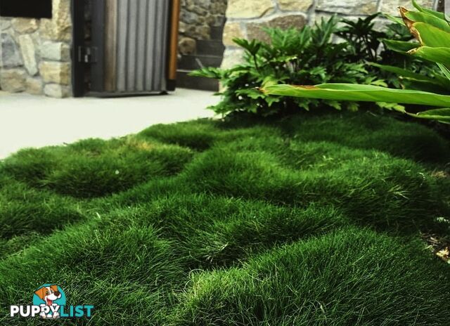 Korean No Mow Grass (Zoysia tenuifolia) 10 x 100mm Pots $70.00 Free Post