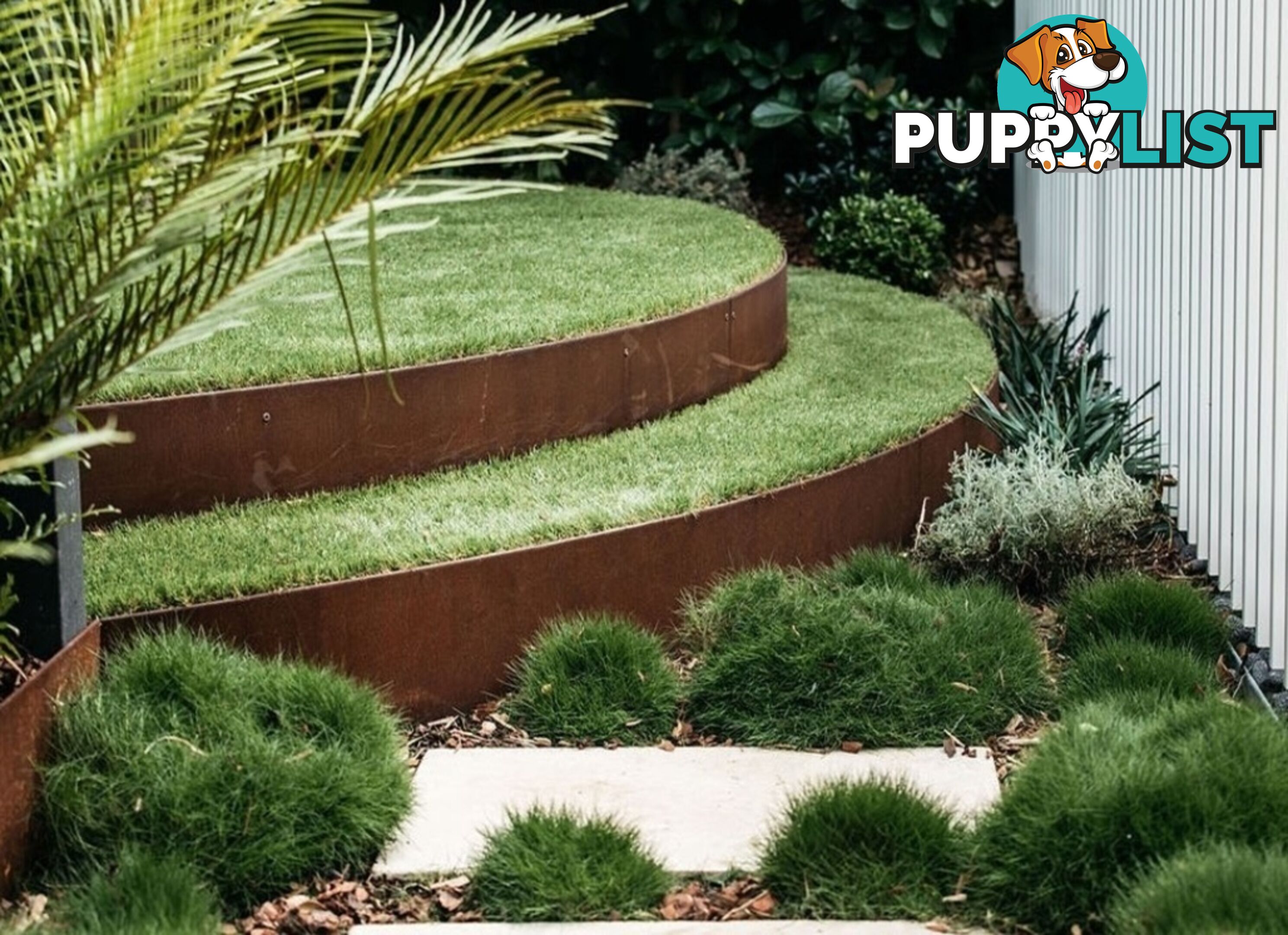 Korean No Mow Grass (Zoysia tenuifolia) 10 x 100mm Pots $70.00 Free Post