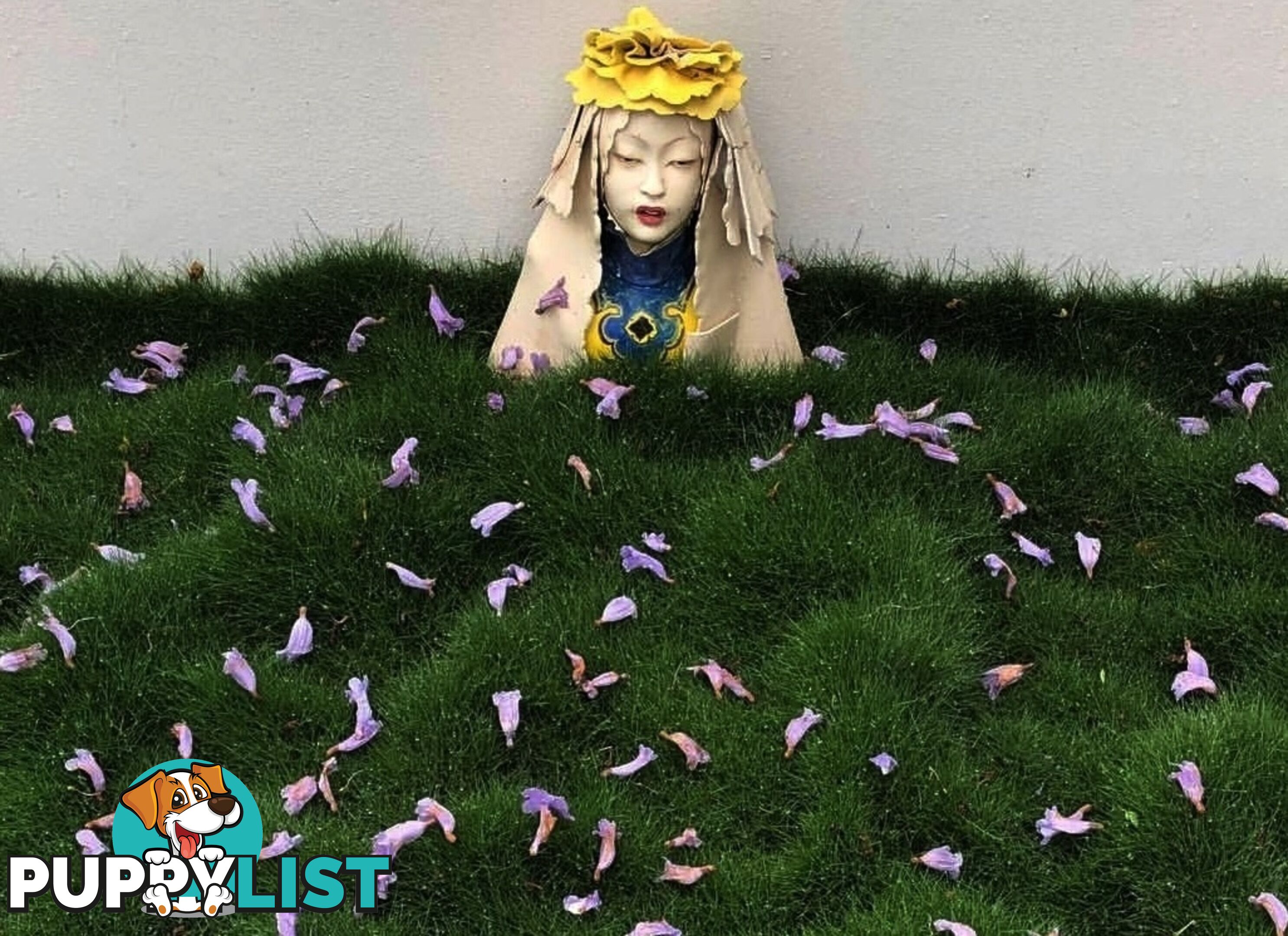 Korean No Mow Grass (Zoysia tenuifolia) 10 x 100mm Pots $70.00 Free Post