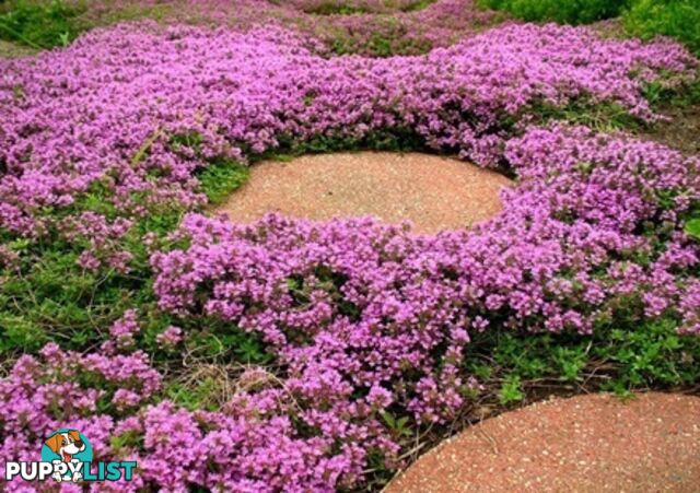 Thyme Magic Carpet Trays - Includes Courier Delivery Aust Wide $45.00