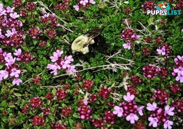 Thyme Magic Carpet Trays - Includes Courier Delivery Aust Wide $45.00