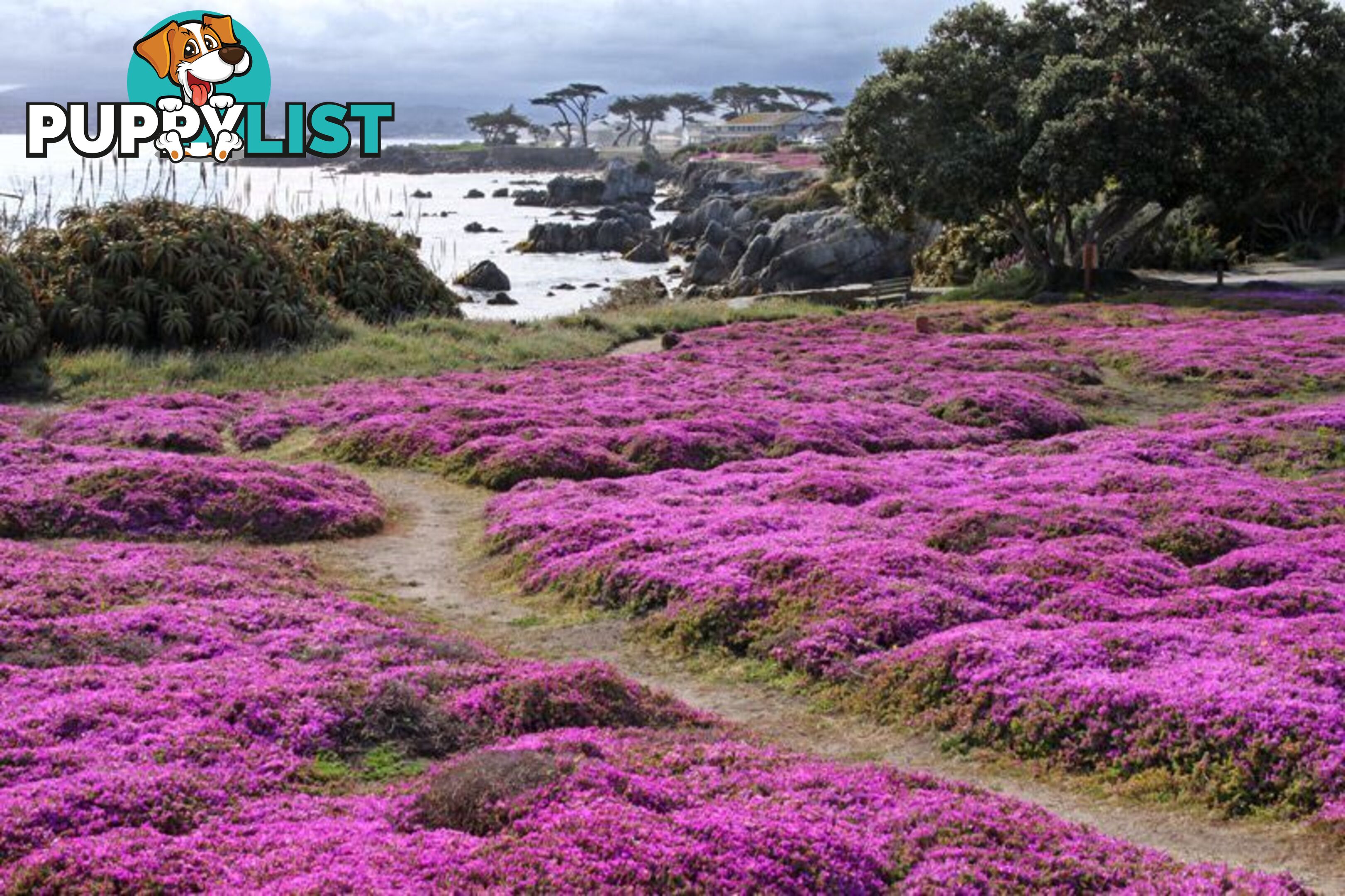 Thyme Magic Carpet Trays - Includes Courier Delivery Aust Wide $45.00