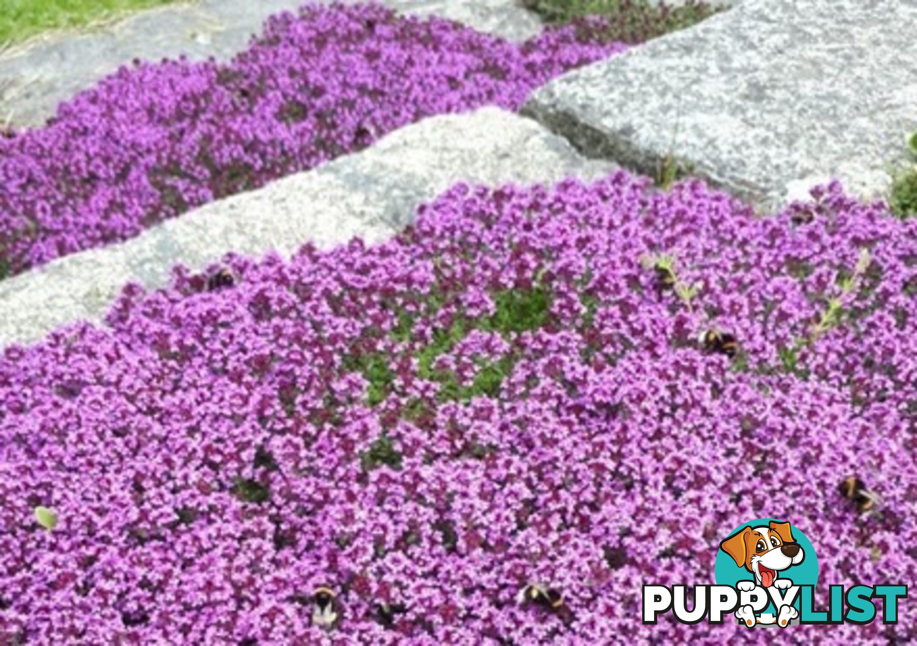 Thyme Magic Carpet Trays - Includes Courier Delivery Aust Wide $45.00