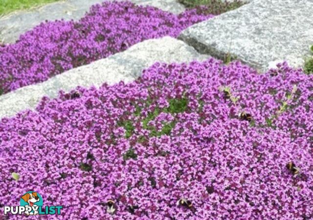 Thyme Magic Carpet Trays - Includes Courier Delivery Aust Wide $45.00