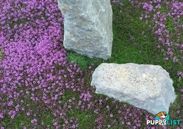 Thyme Magic Carpet Trays - Includes Courier Delivery Aust Wide $45.00