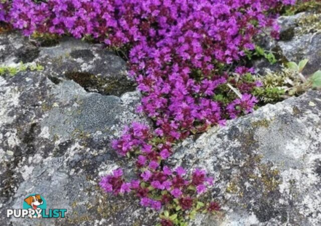 Thyme Magic Carpet Trays - Includes Courier Delivery Aust Wide $45.00