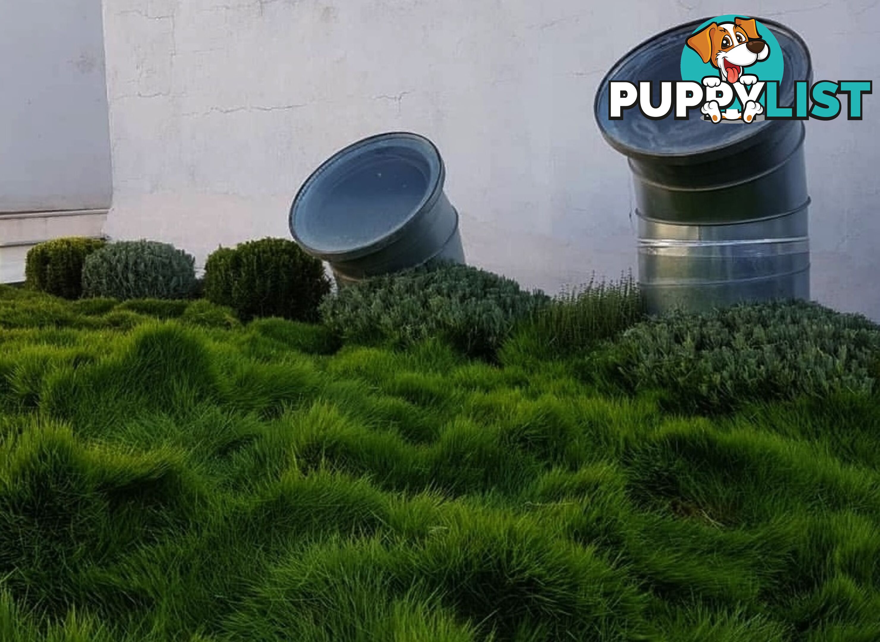 Korean No Mow Grass (Zoysia tenuifolia) 10 x 100mm Pots $70.00 Free Post