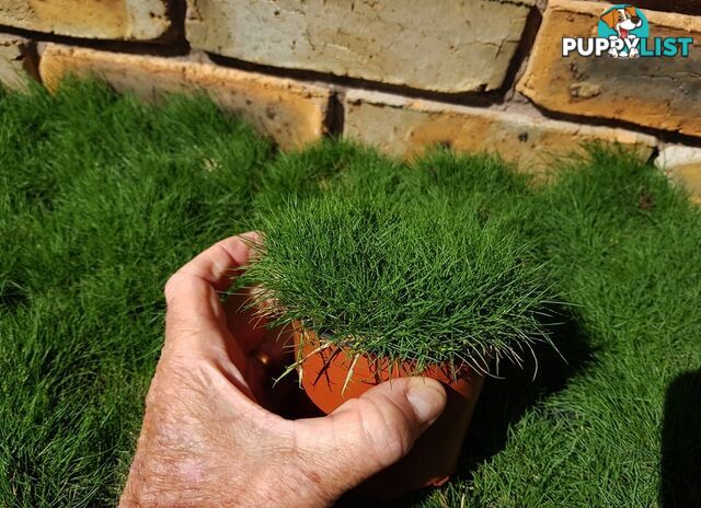 Korean No Mow Grass (Zoysia tenuifolia) 10 x 100mm Pots $70.00 Free Post