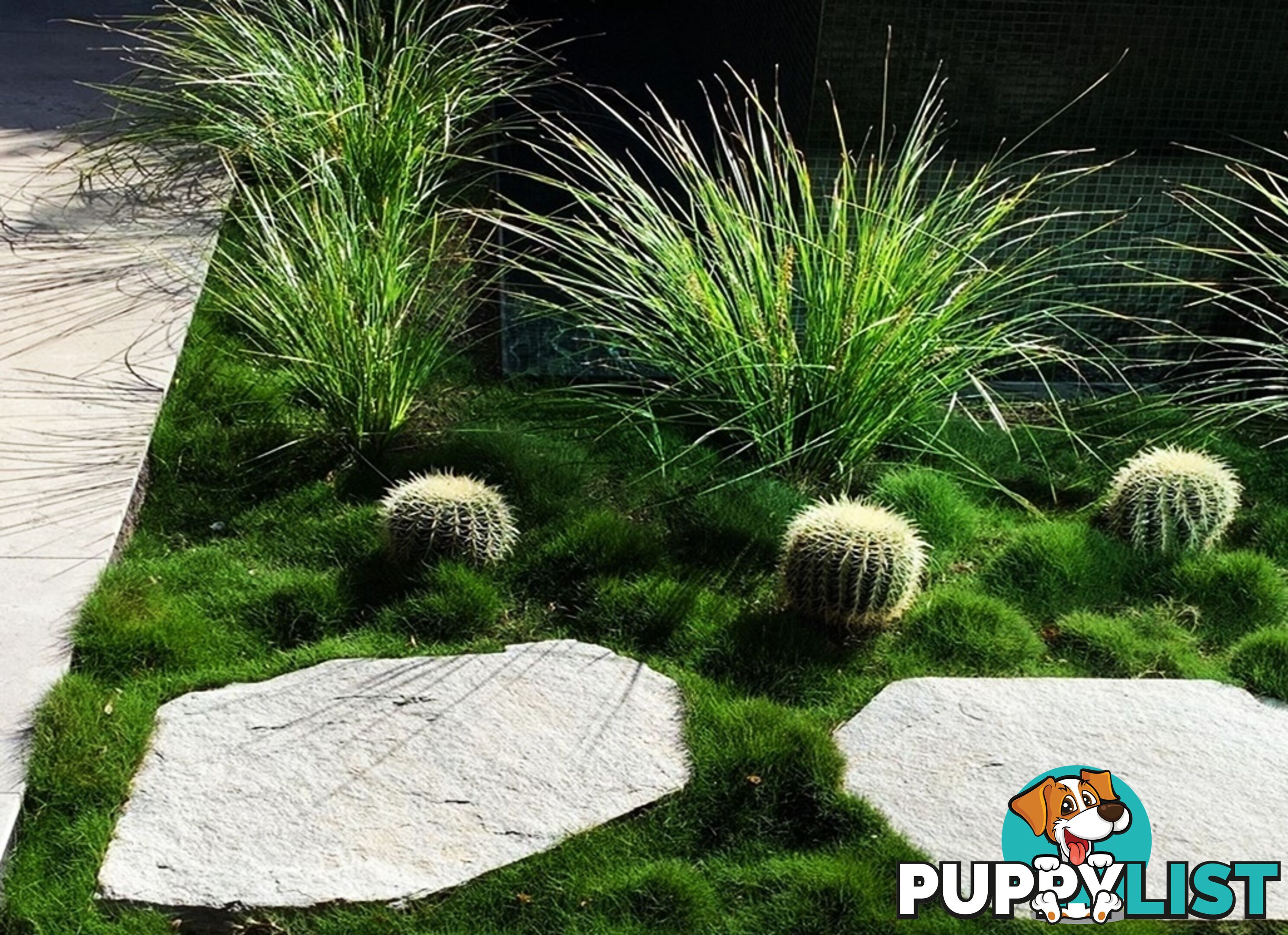 Korean No Mow Grass (Zoysia tenuifolia) 10 x 100mm Pots $70.00 Free Post