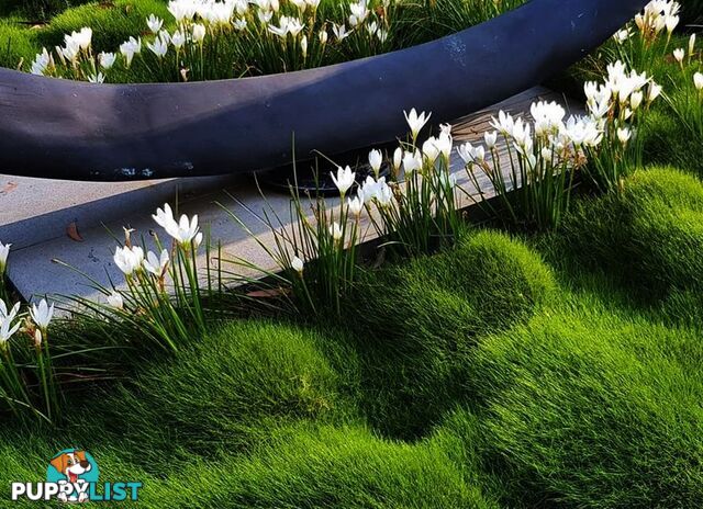 Korean No Mow Grass (Zoysia tenuifolia) 10 x 100mm Pots $70.00 Free Post