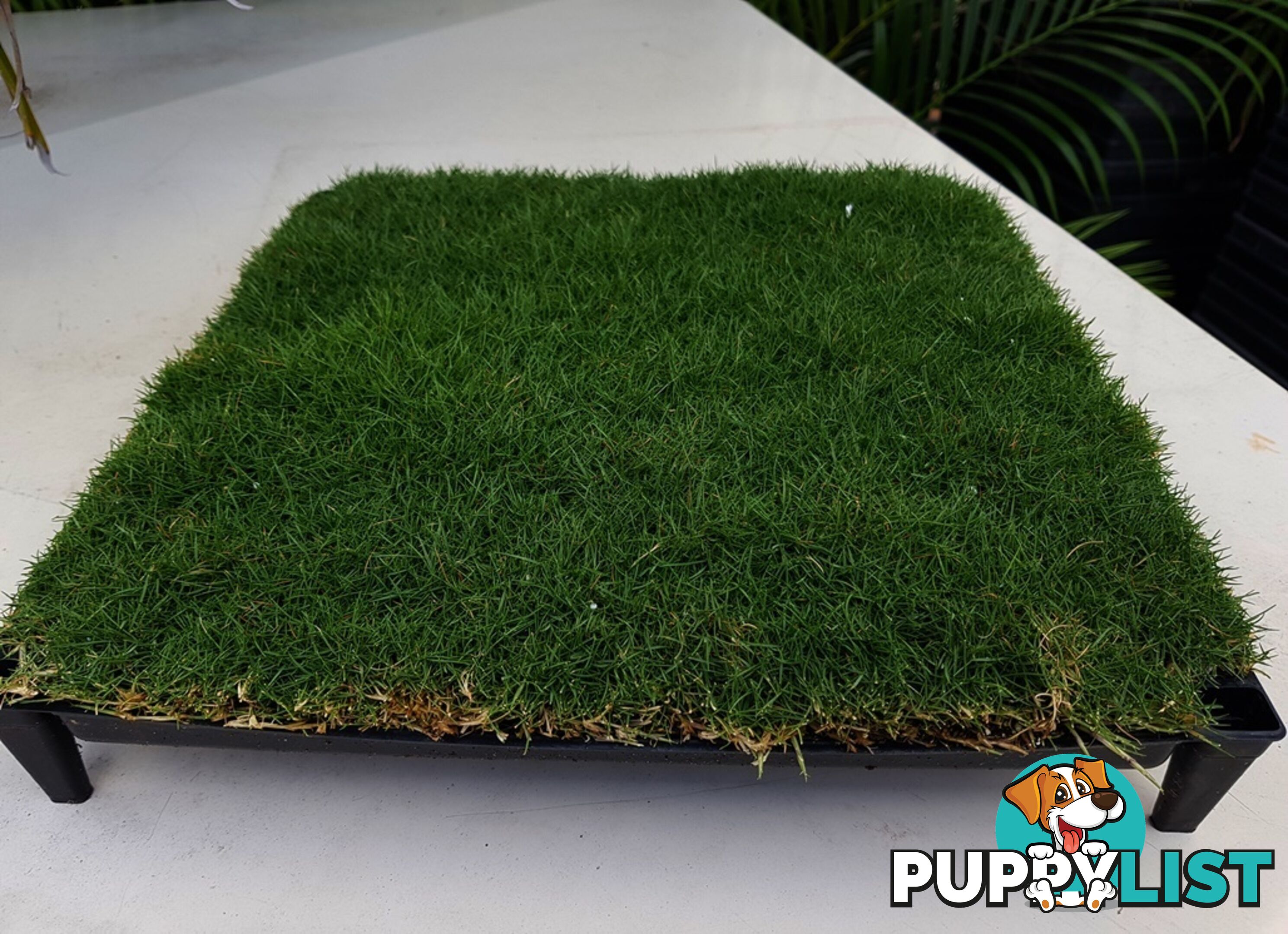 Trays of Zoysia Tenuifolia $49.00 Free Courier Tracked Delivery.