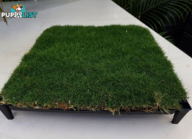 Trays of Zoysia Tenuifolia $49.00 Free Courier Tracked Delivery.