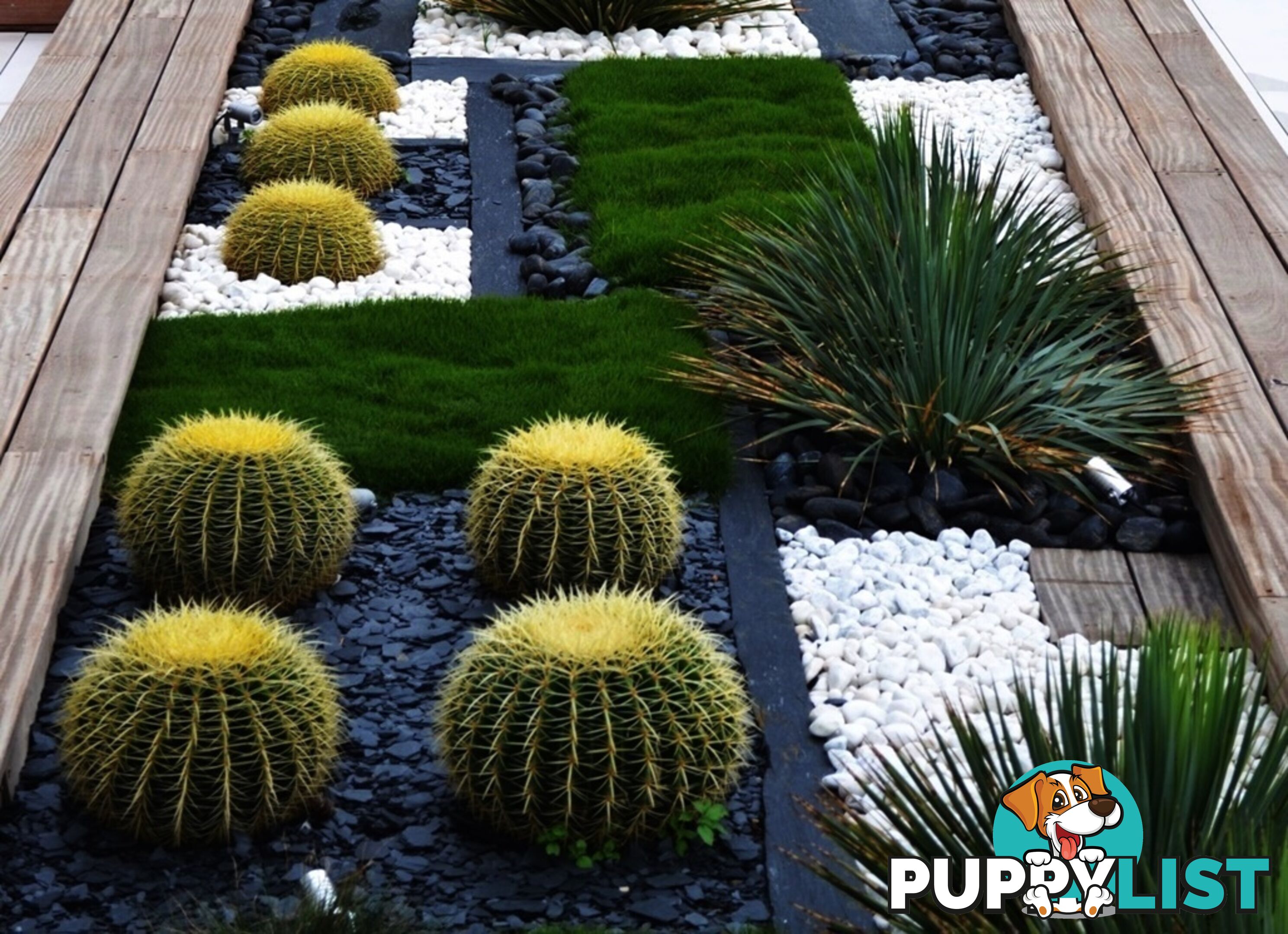 Trays of Zoysia Tenuifolia $49.00 Free Courier Tracked Delivery.