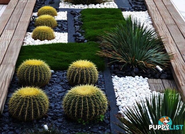 Trays of Zoysia Tenuifolia $49.00 Free Courier Tracked Delivery.