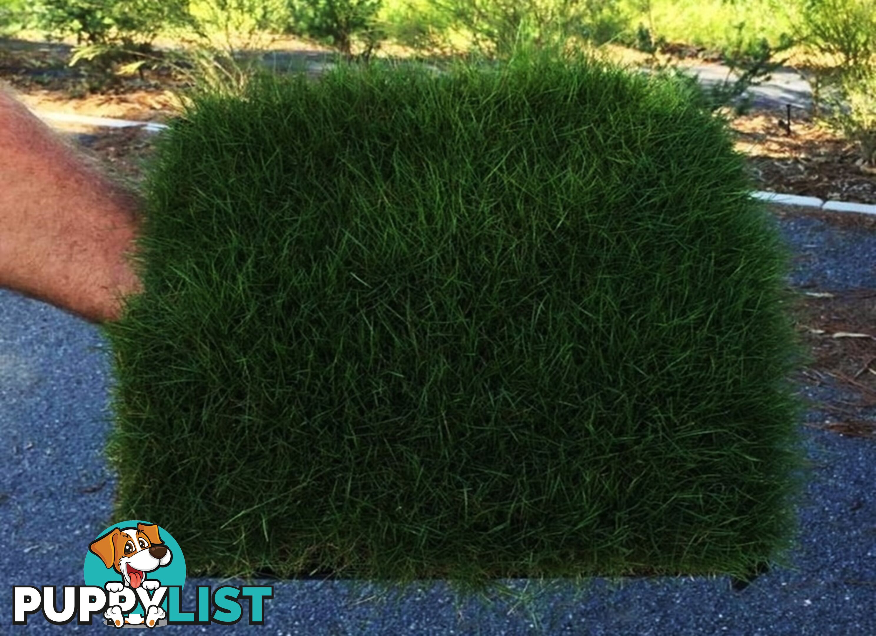 Trays of Zoysia Tenuifolia $49.00 Free Courier Tracked Delivery.